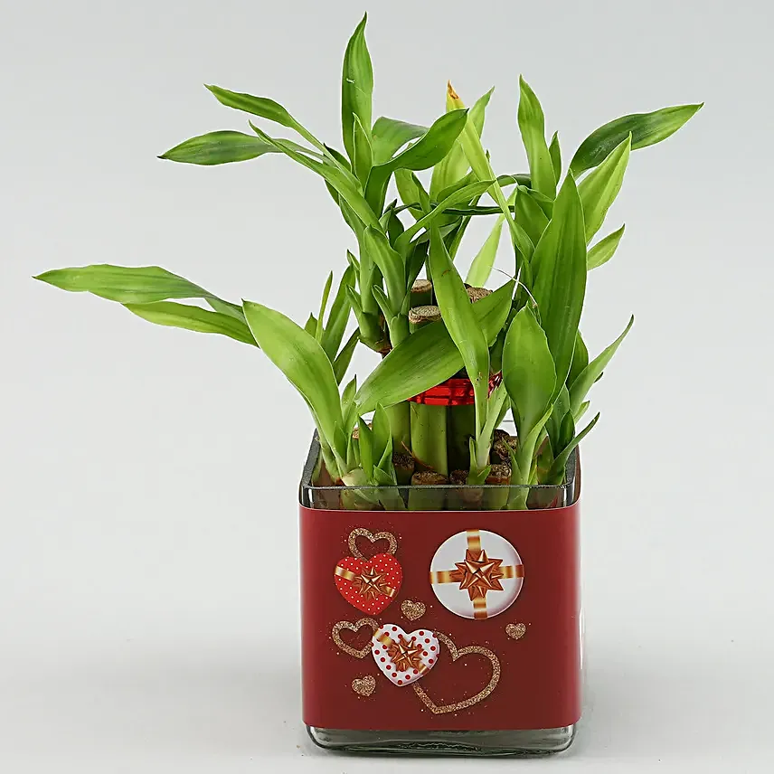 Two Layer Bamboo Plant In Im Lucky To Have You Sticker Vase
