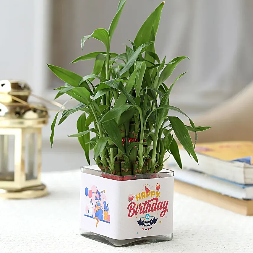 Online Jade Plant Birthday Gifts