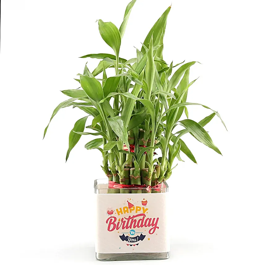 Online Jade Plant Birthday Gifts