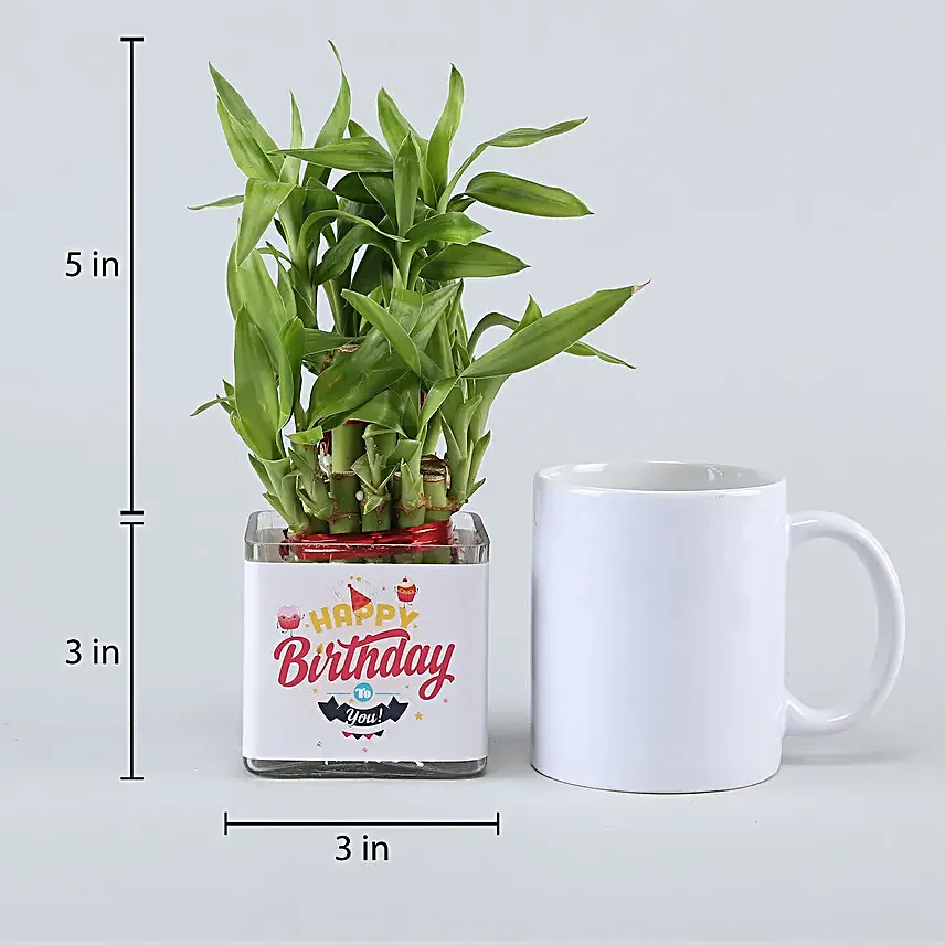 Online Jade Plant Birthday Gifts