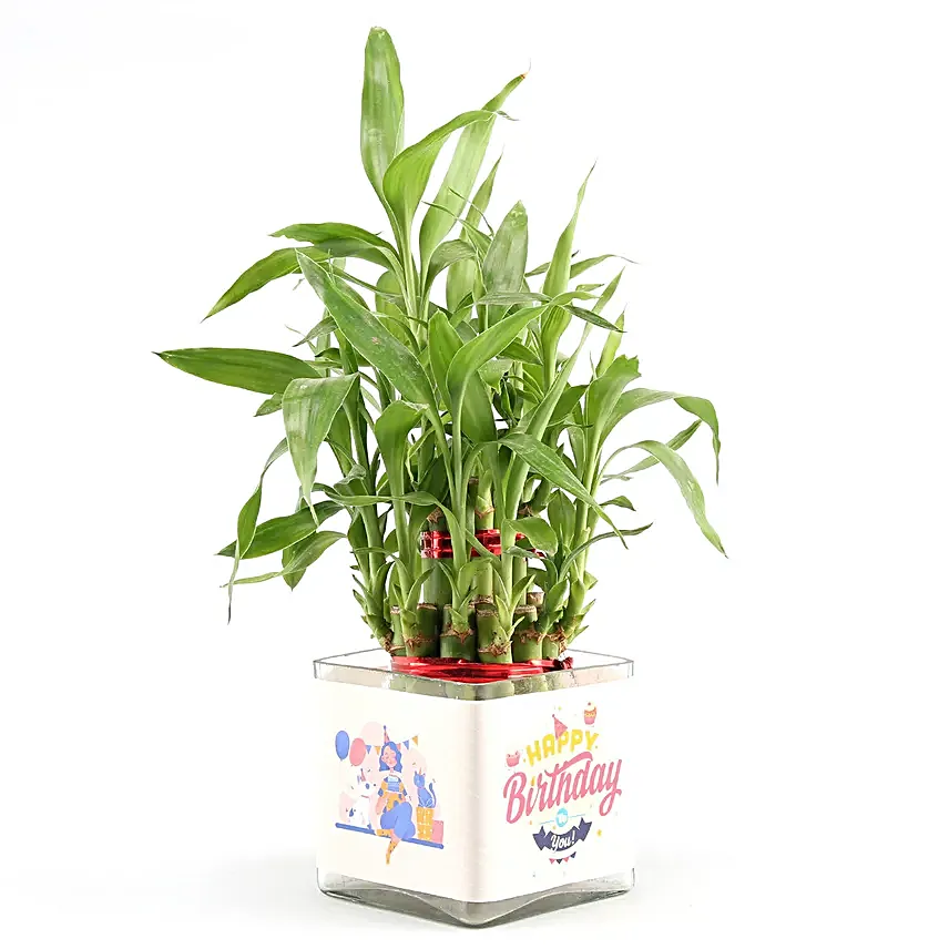 Online Jade Plant Birthday Gifts