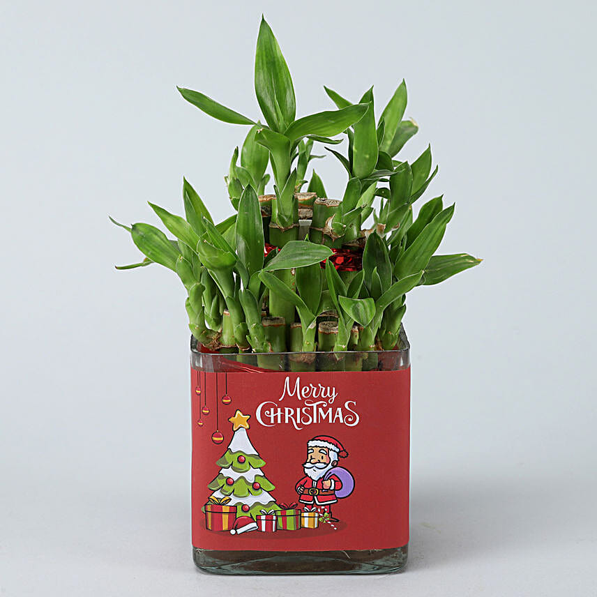 Online Bamboo In Christmas Vase