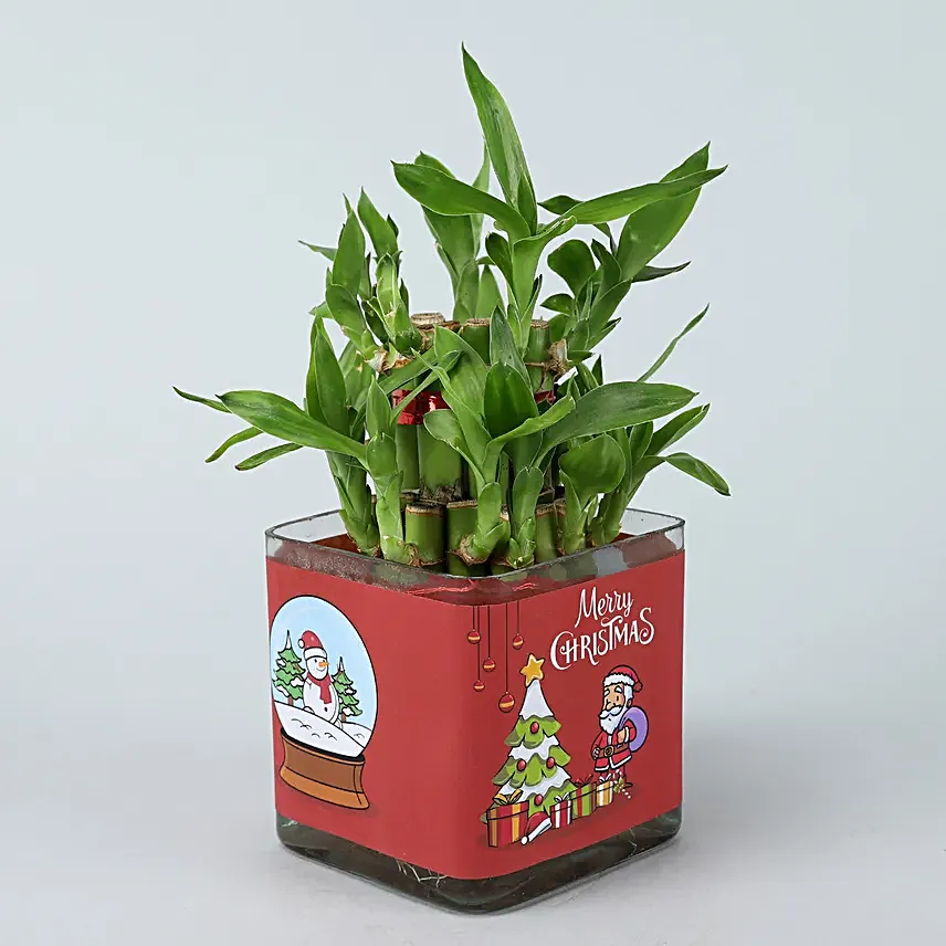 Online Bamboo In Christmas Vase