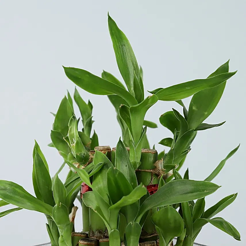 Online Bamboo In Christmas Vase