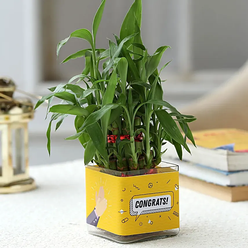 bamboo plant for congratulations