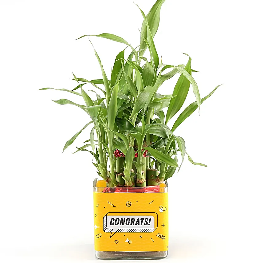 bamboo plant for congratulations