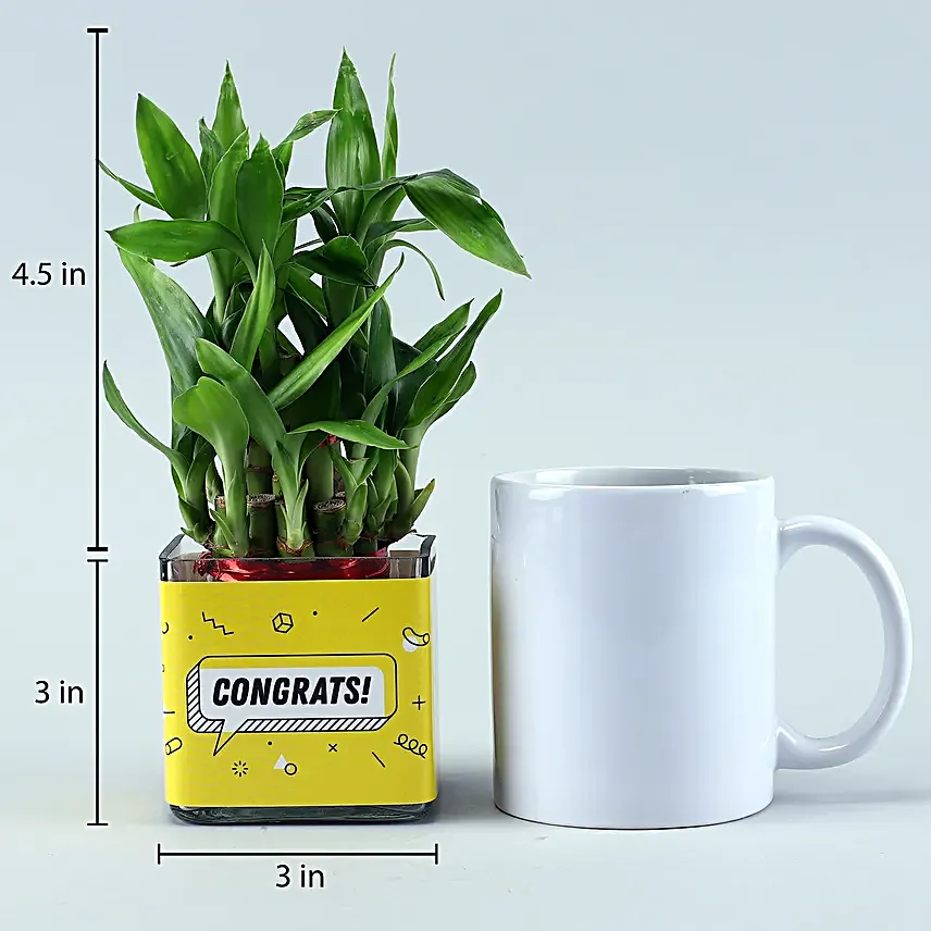 bamboo plant for congratulations