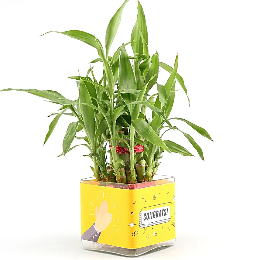 bamboo plant for congratulations