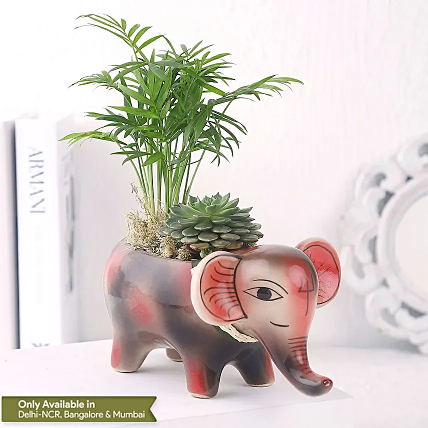 Two Plants in One Pot Gift