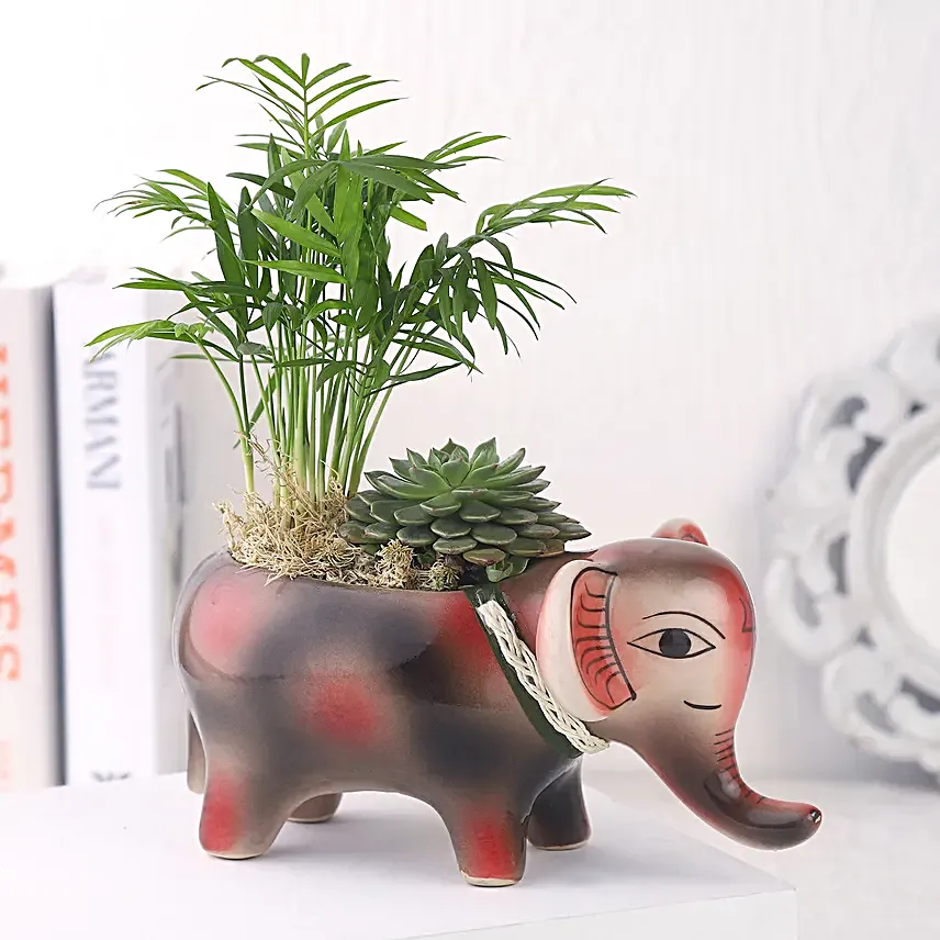 Two Plants in One Pot Gift