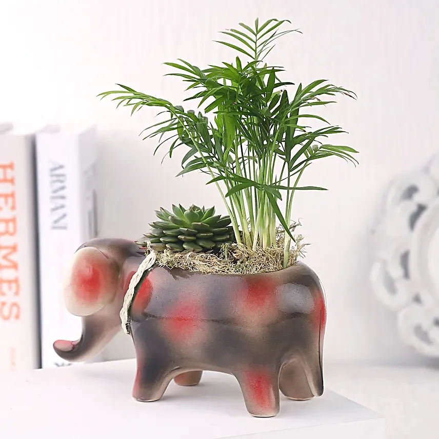 Two Plants in One Pot Gift