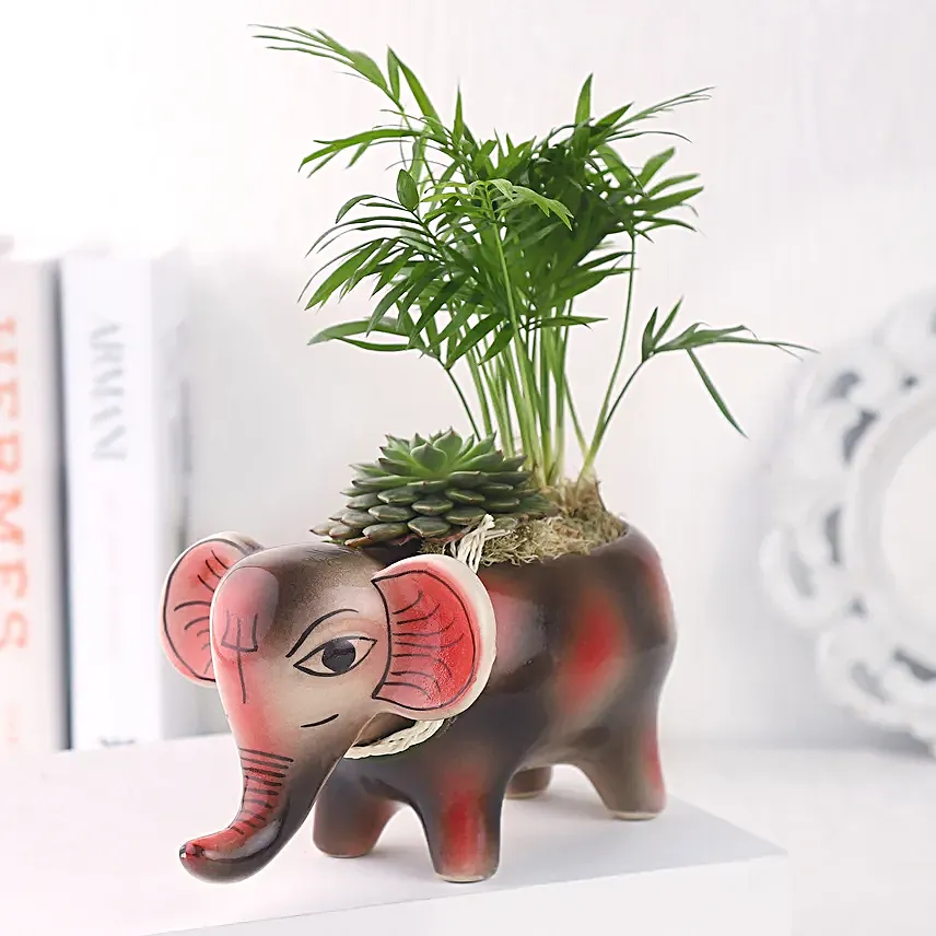 Two Plants in One Pot Gift