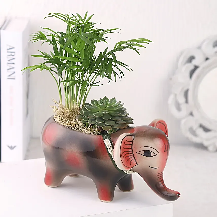 Two Plants in One Pot Gift