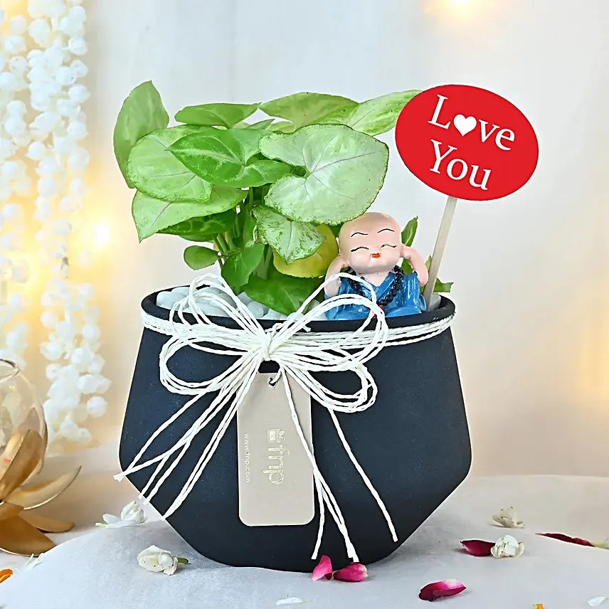 Valentines Money Plant Grove