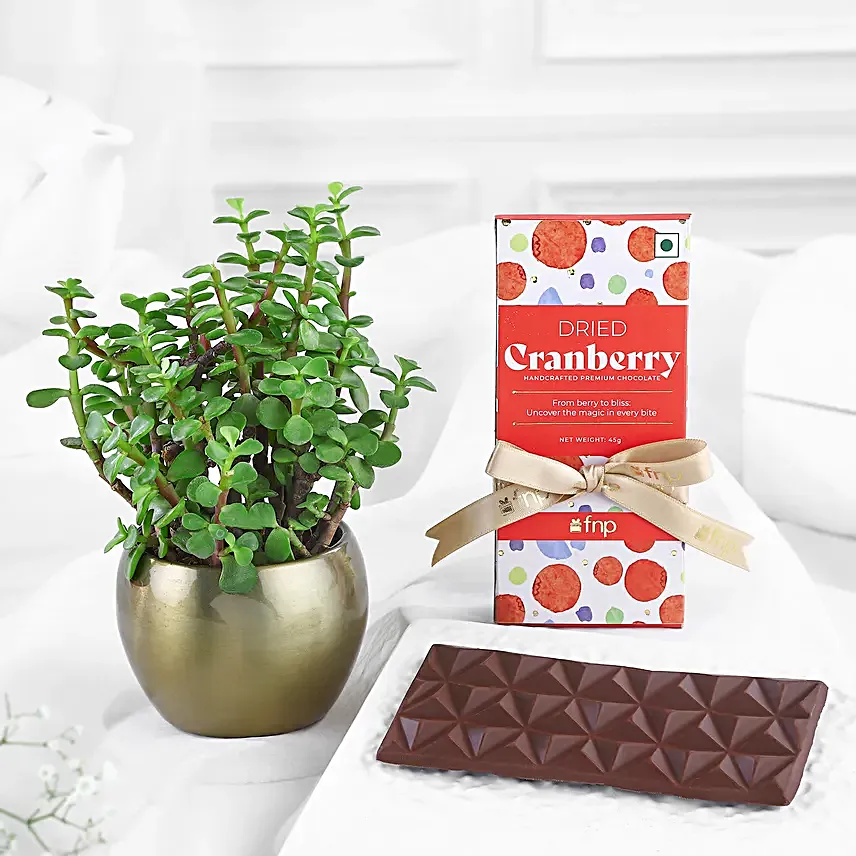 Wellness Wonder Set