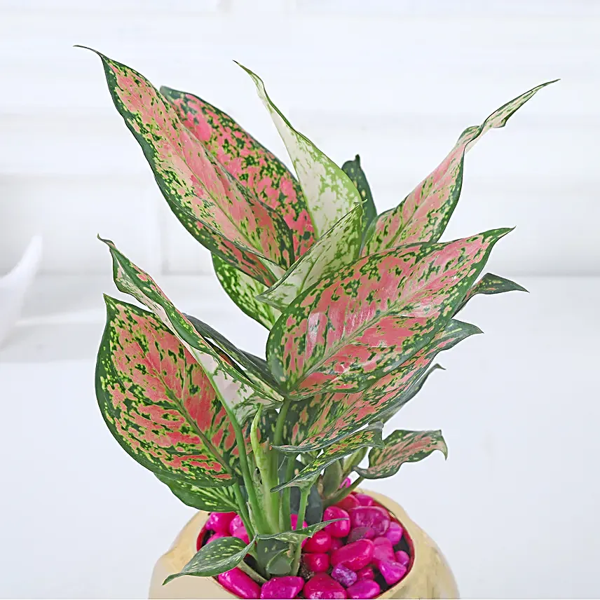 Whimsical Pink Aglaonema Haven