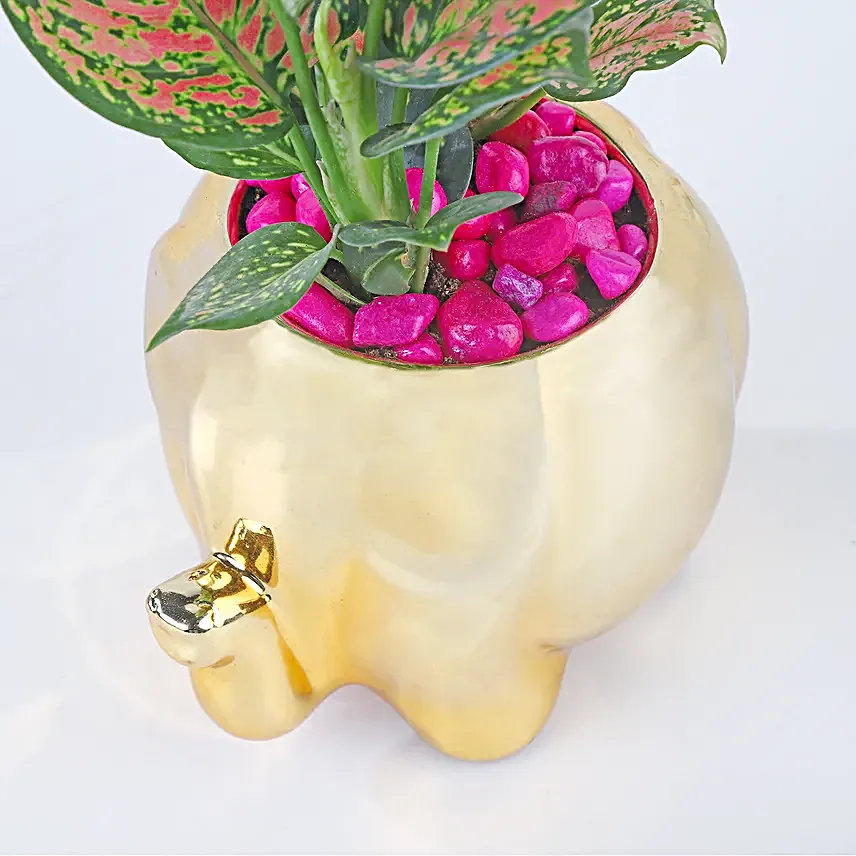 Whimsical Pink Aglaonema Haven