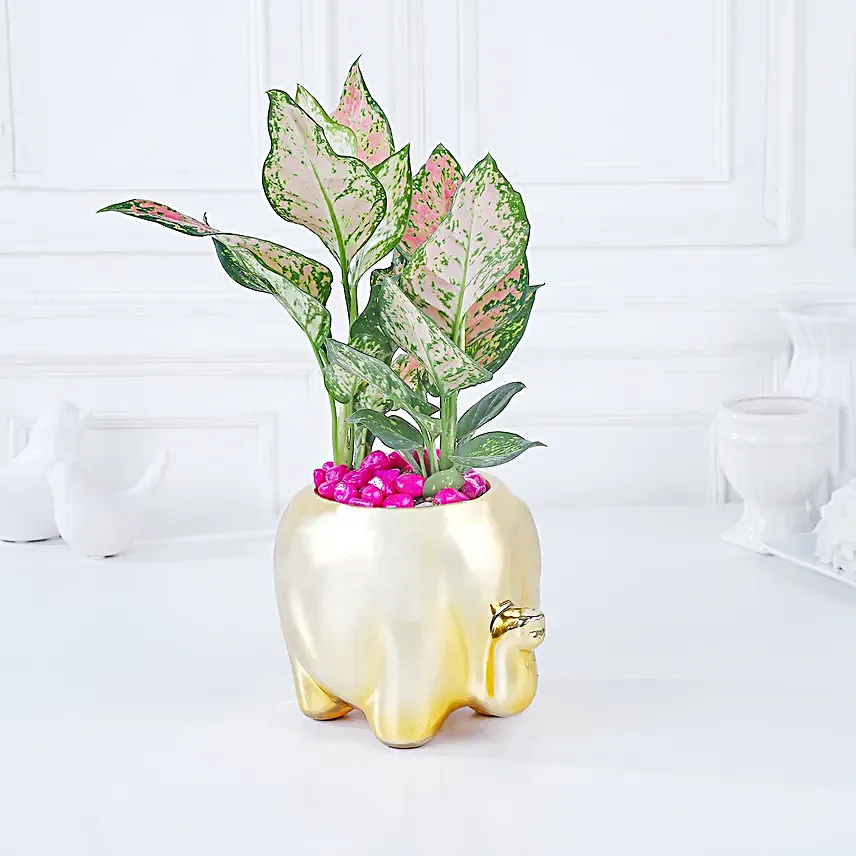 Whimsical Pink Aglaonema Haven