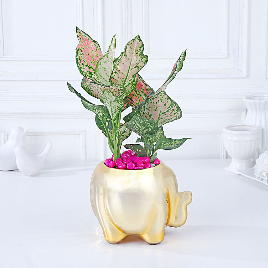 Whimsical Pink Aglaonema Haven