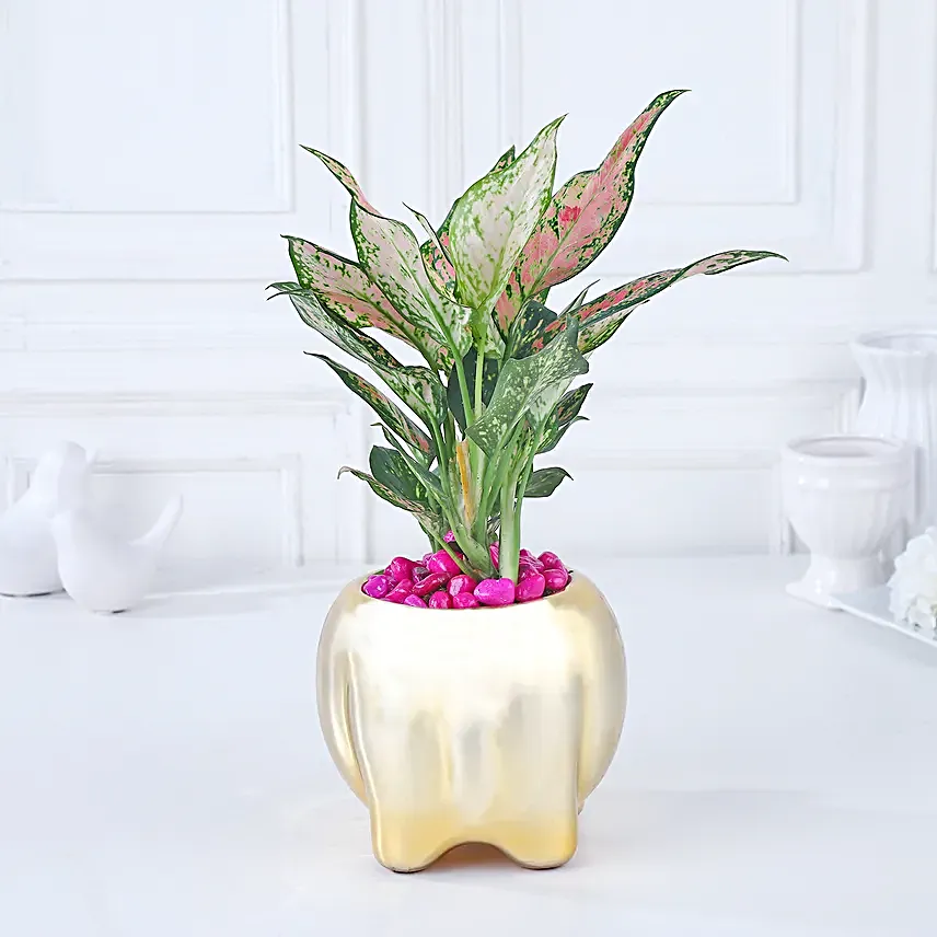 Whimsical Pink Aglaonema Haven