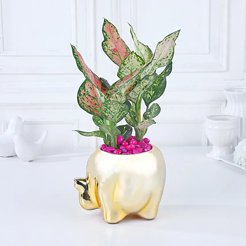 Whimsical Pink Aglaonema Haven