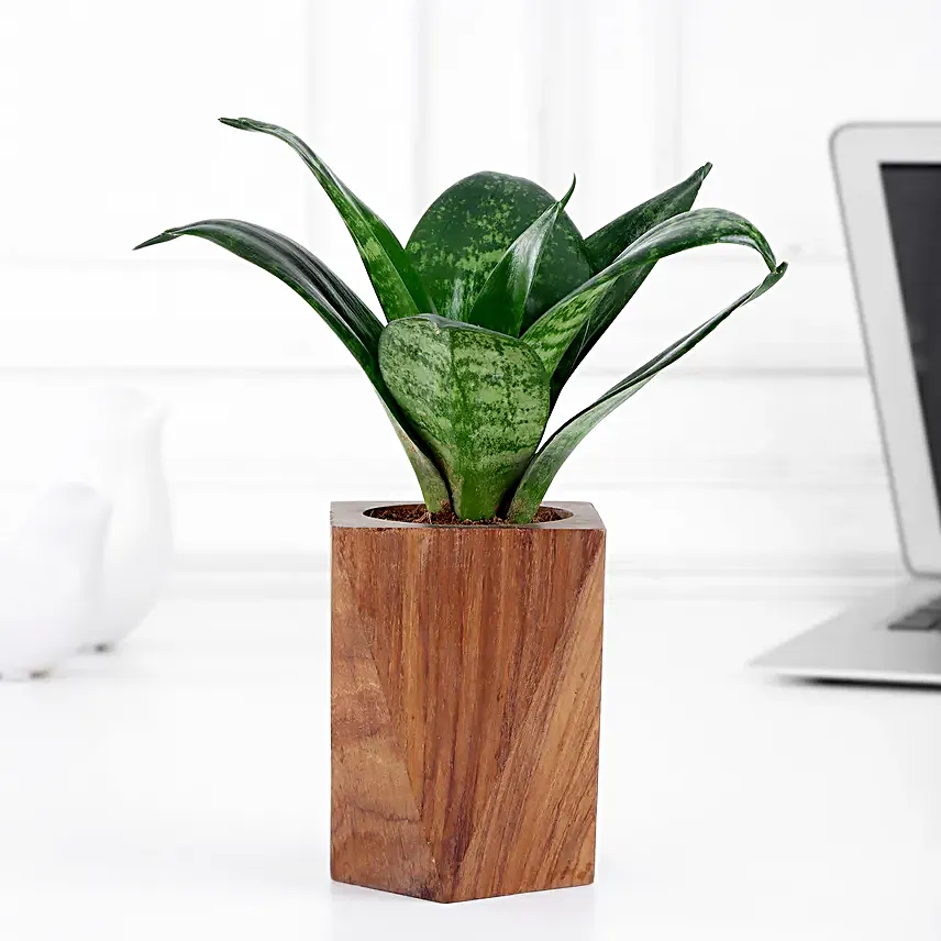 Whispering Wellness Sansevieria Snake Plant