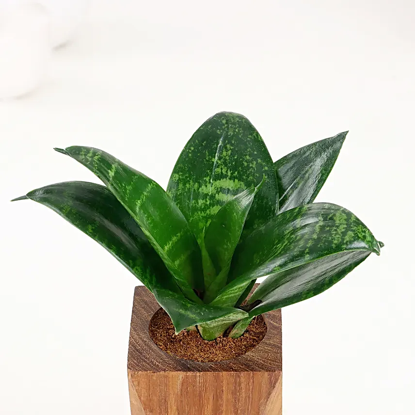 Whispering Wellness Sansevieria Snake Plant
