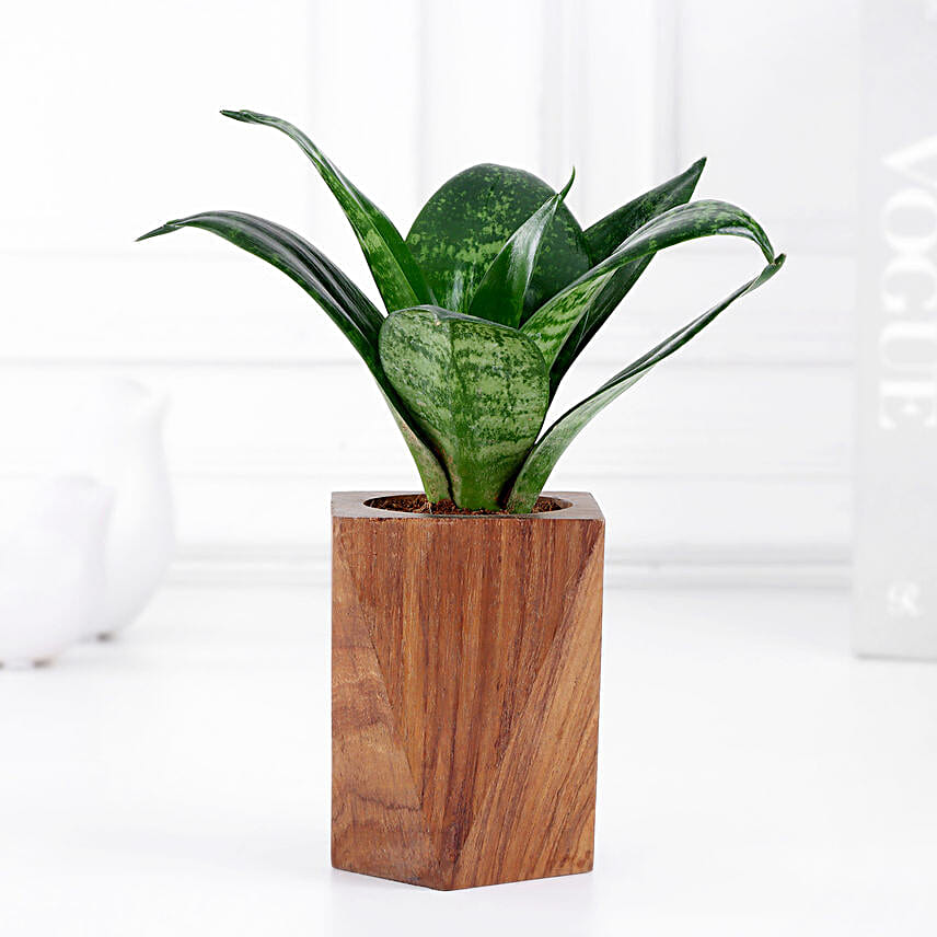 Whispering Wellness Sansevieria Snake Plant