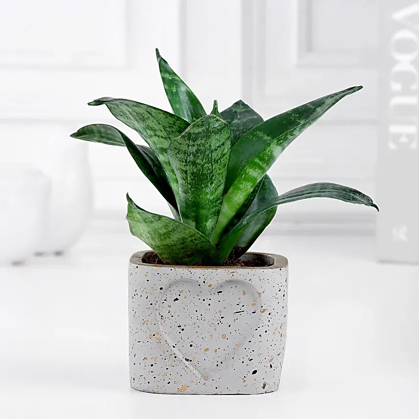 Whispers of Sansevieria Snake Plant