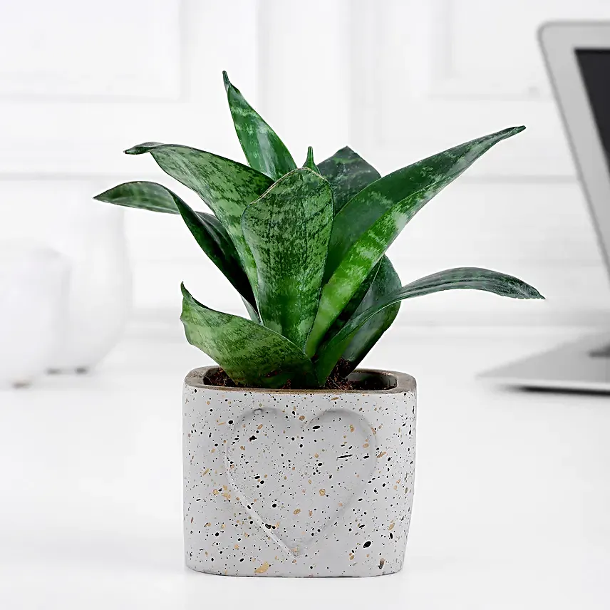 Whispers of Sansevieria Snake Plant