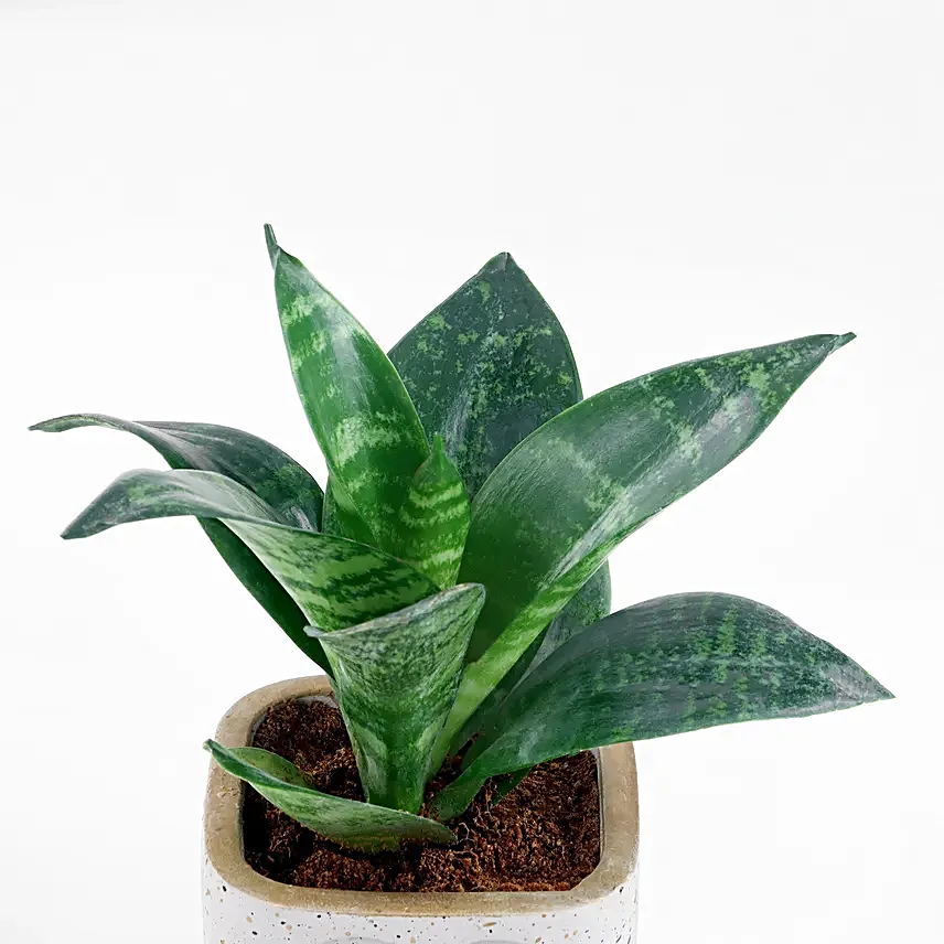 Whispers of Sansevieria Snake Plant