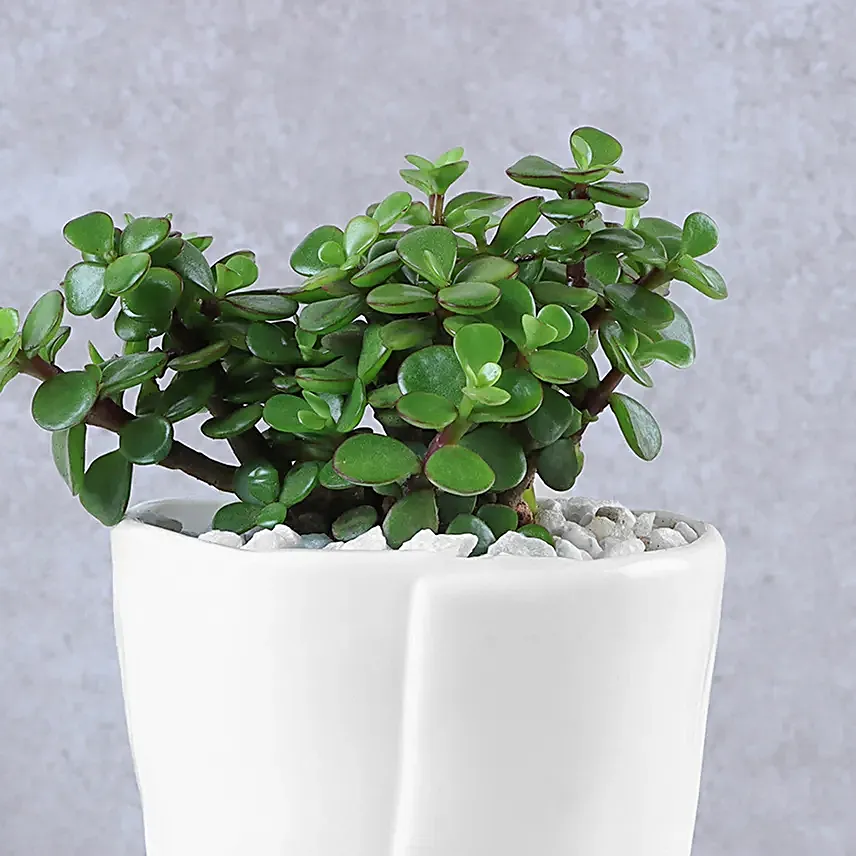 White Bow Jade Beauty