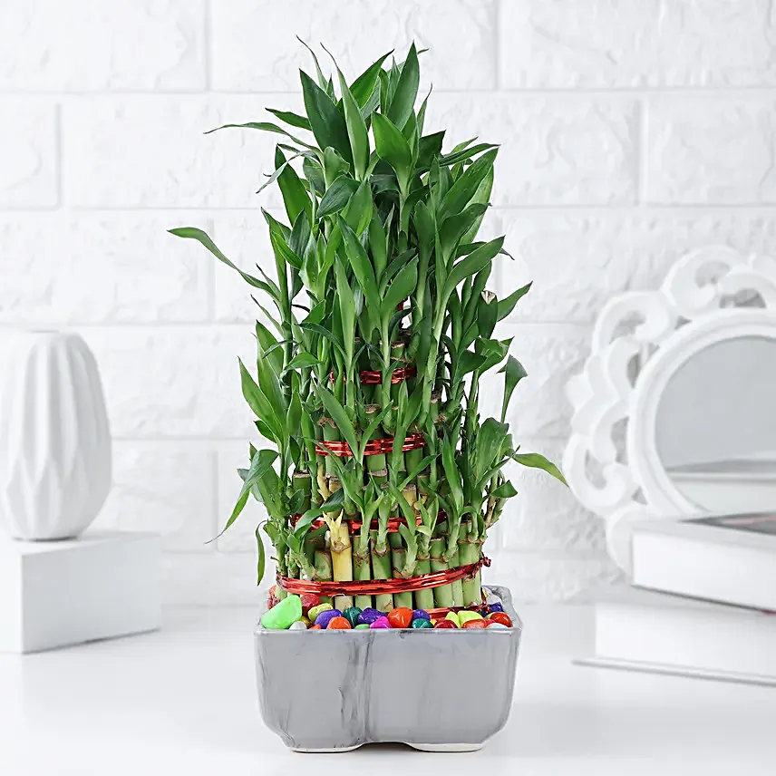 Zen Bamboo Gift