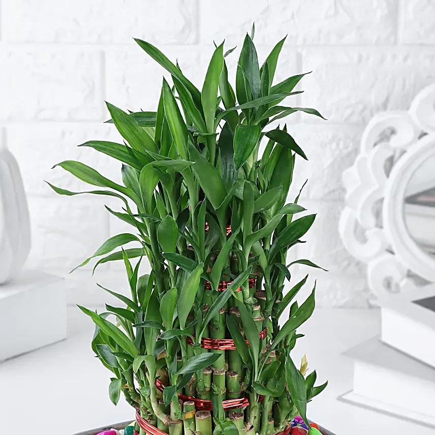 Zen Bamboo Gift