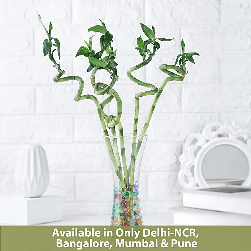 Zen Spiral Bamboo Delight