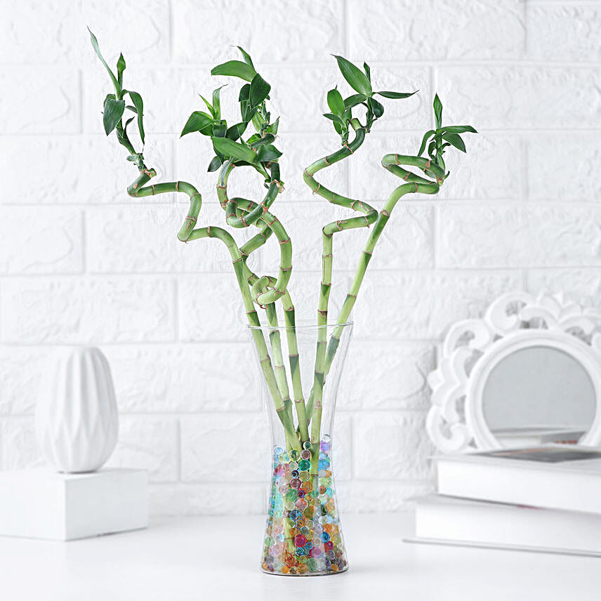 Zen Spiral Bamboo Delight