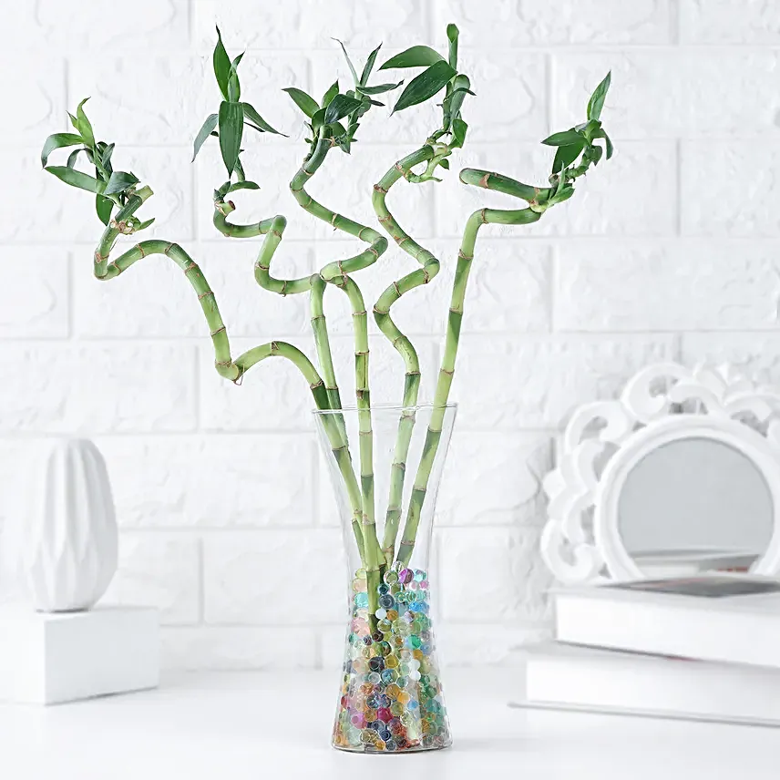 Zen Spiral Bamboo Delight