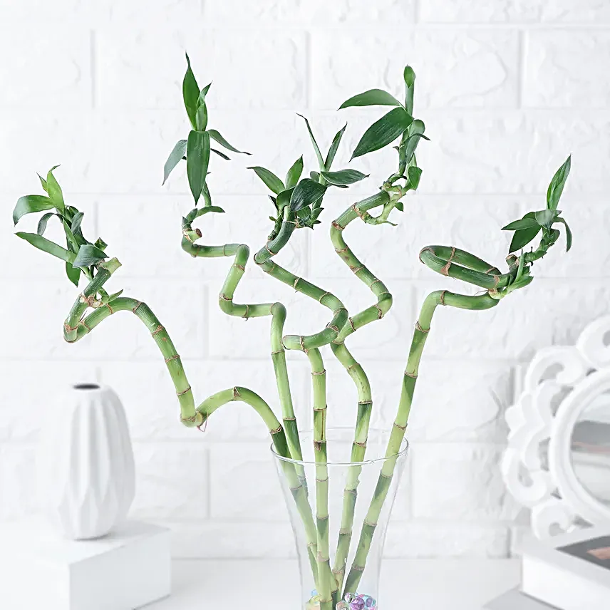 Zen Spiral Bamboo Delight