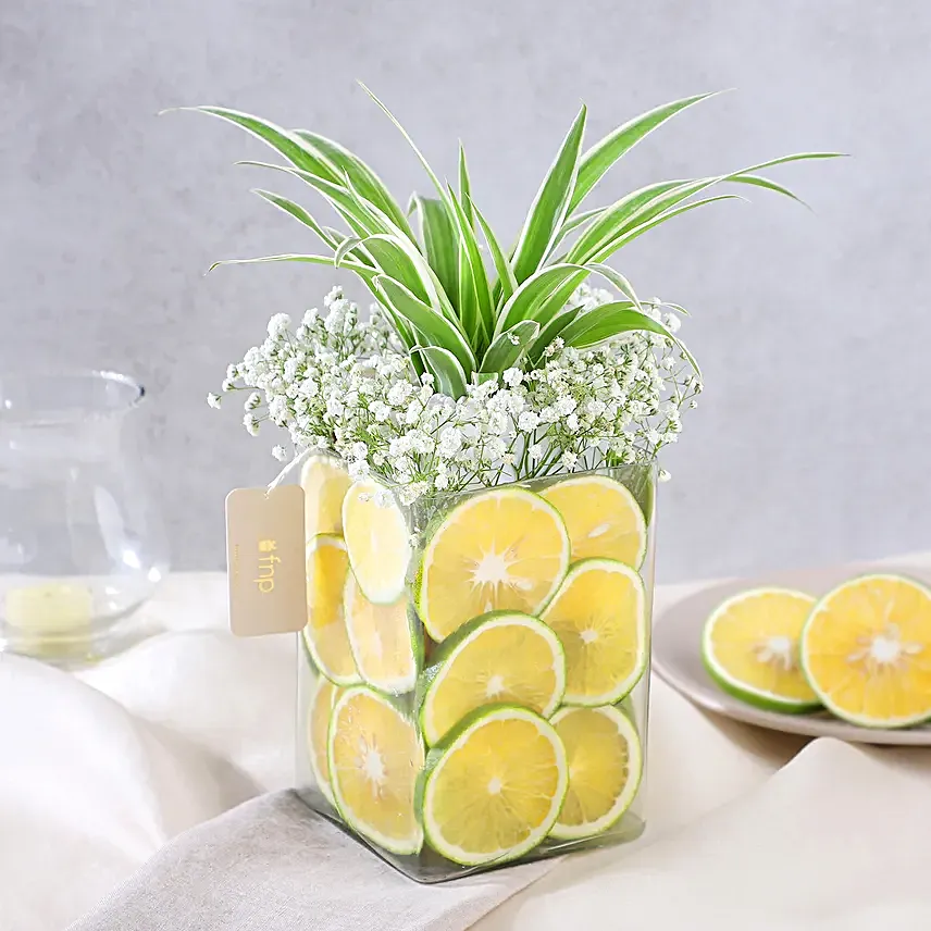 Zestful Lime and Spider Plant Surprise