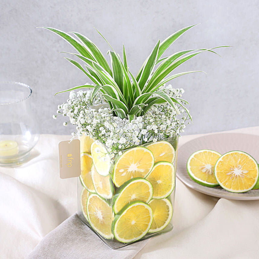 Zestful Lime and Spider Plant Surprise
