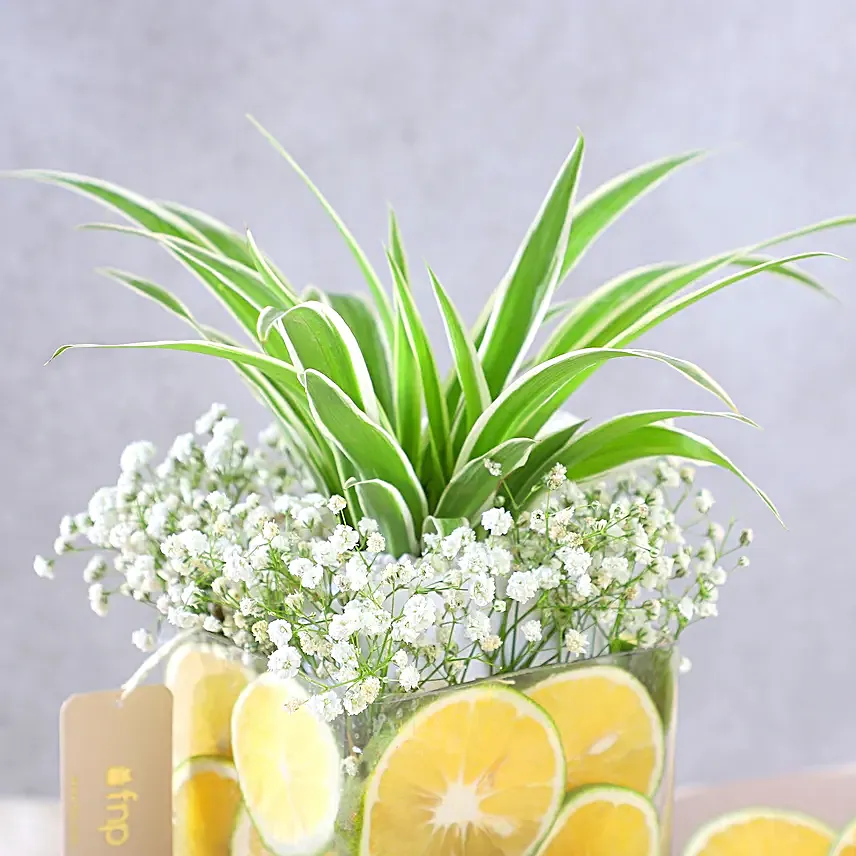 Zestful Lime and Spider Plant Surprise