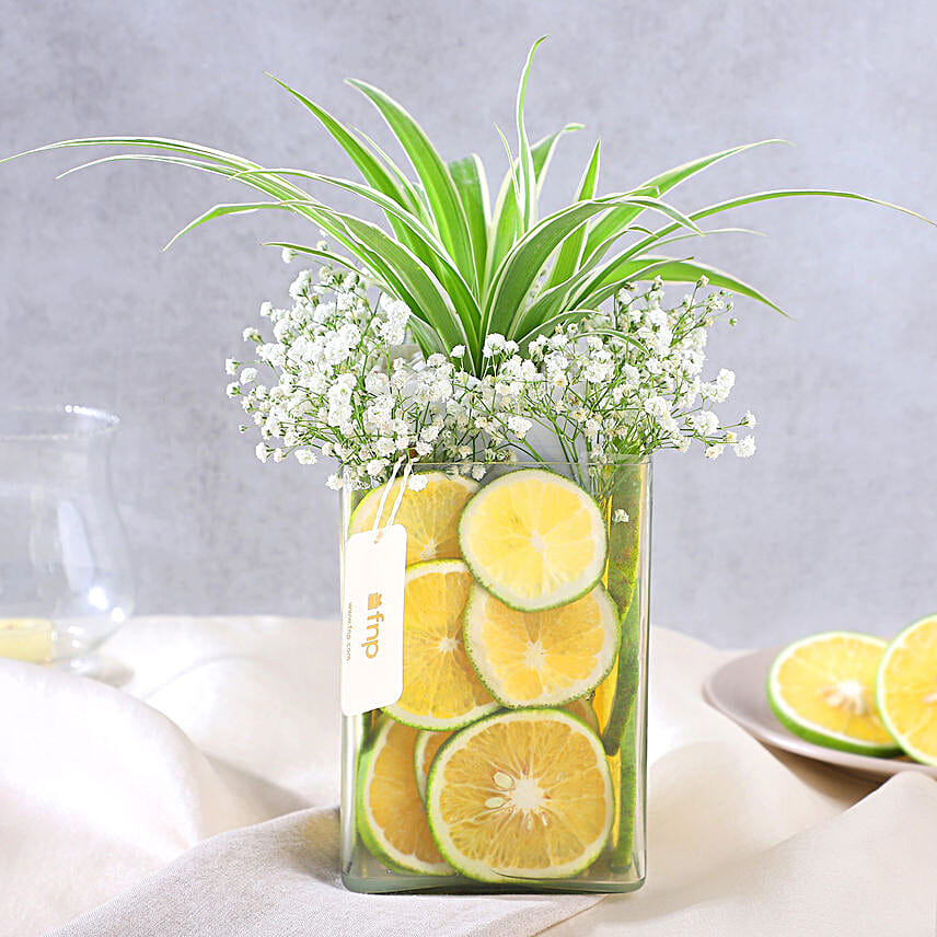 Zestful Lime and Spider Plant Surprise