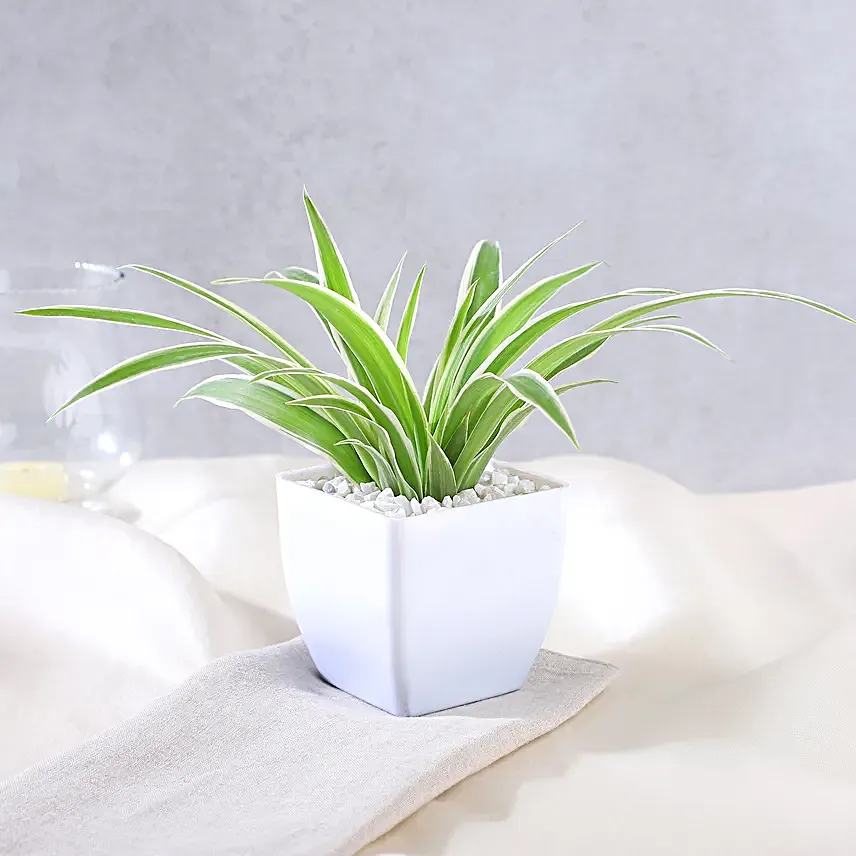 Zestful Lime and Spider Plant Surprise