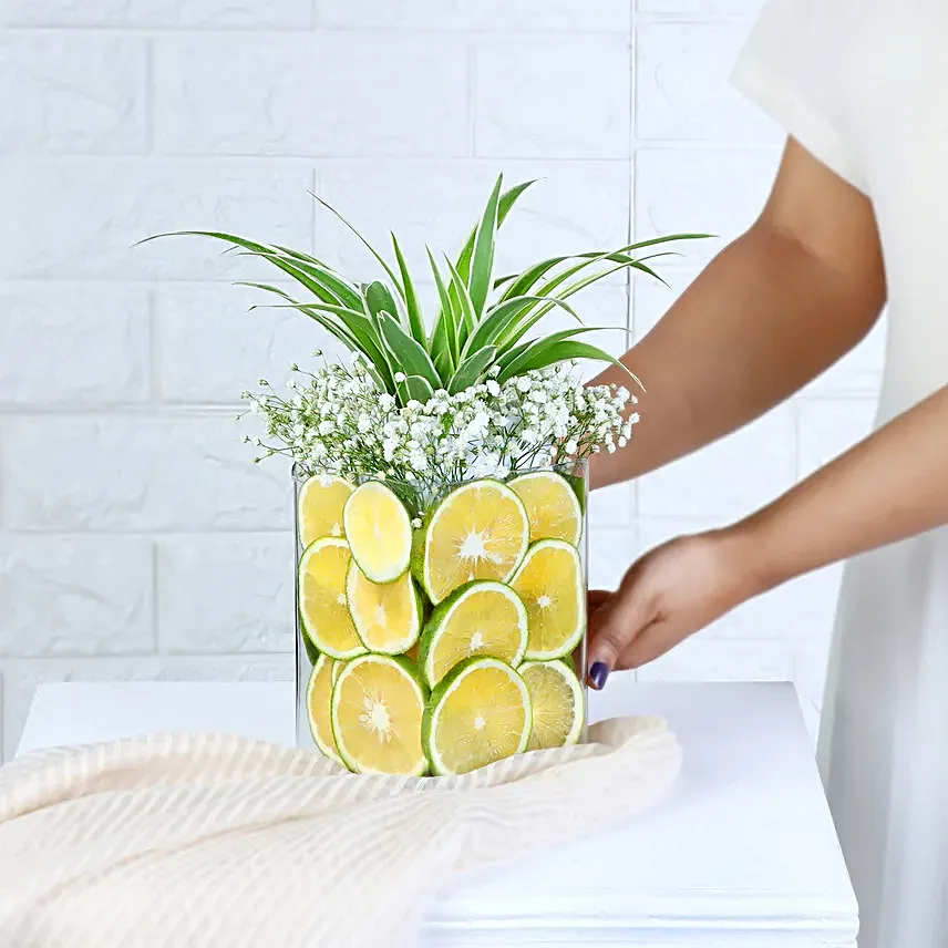 Zestful Lime and Spider Plant Surprise