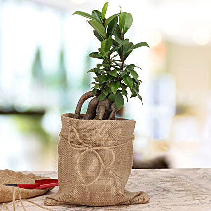 Ficus microcarpa plant in a pot:Bonsai Tree