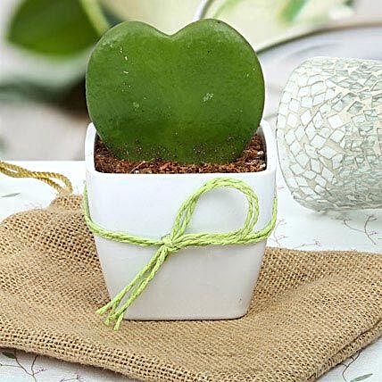 Love plant aka hoya plant in a white plastic vase wrapped with green raffia:Valentine Plants