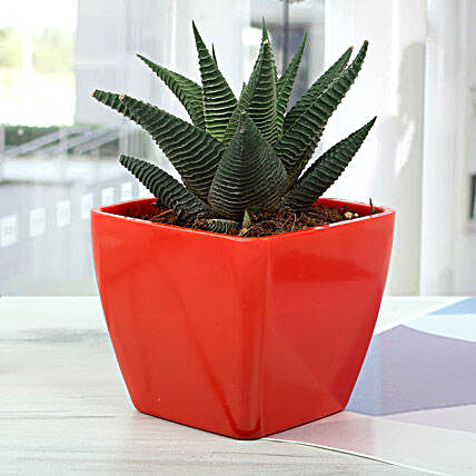 Haworthia limifolia keithii plant in a red plastic vase:Plastic Planters