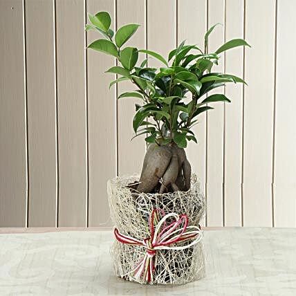 I shaped ficus plant:Bonsai Tree