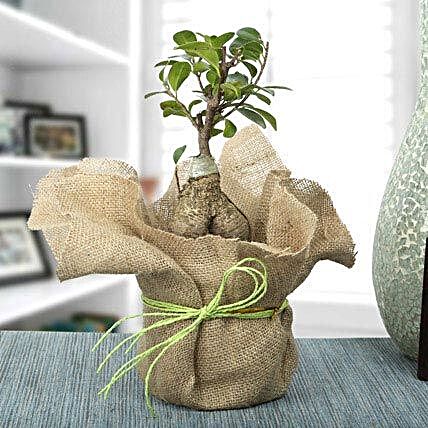 Ficus ginseng bonsai plant in a plastic pot wrapped with natural jute and green raffia:Bonsai Plants