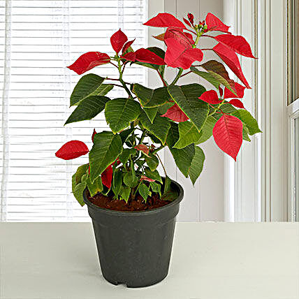 Star of the Season-plant in red fiber pot